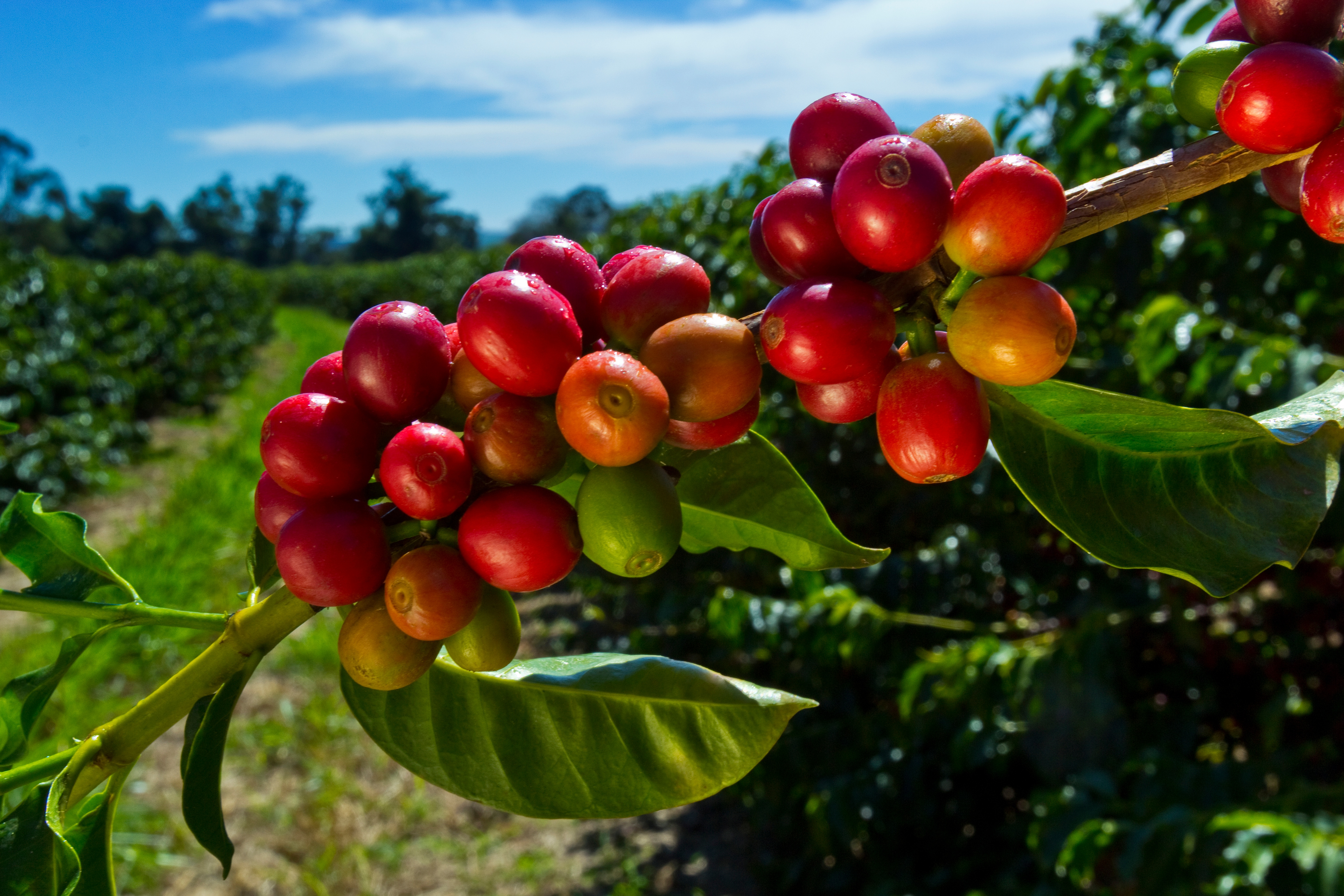 berries