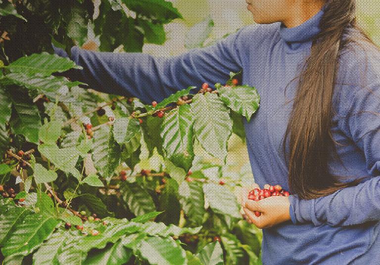 Women in coffee: To νέο παγκόσμιο κίνημα